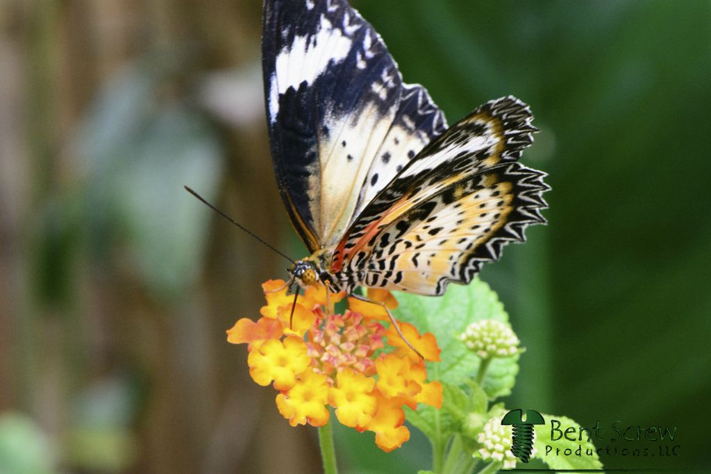 Butterfly - Leopard Lace Wing 2